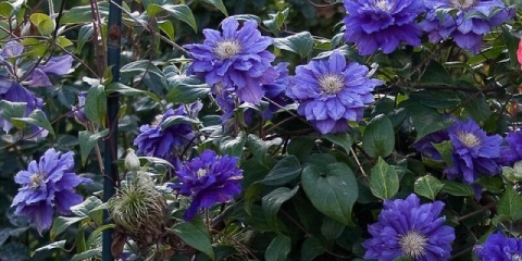 Clematis kiri te jarak: opis, grupa za obrezivanje, recenzije