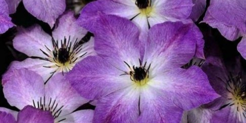 Clematis cloudburst: opis i recenzije, fotografije