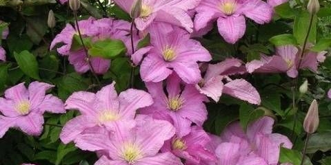 Clematis comtesse de busho