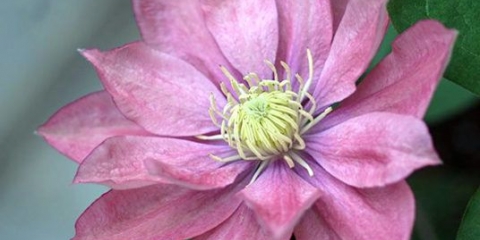 Clematis mala sirena: opis sorte, grupa za obrezivanje, recenzije