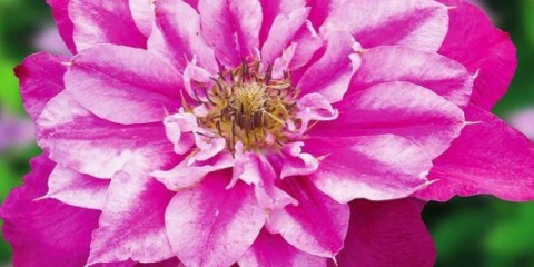 Clematis may drag: recenzije i opis