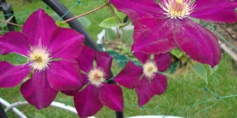 Clematis mazovshe: fotografija i opis