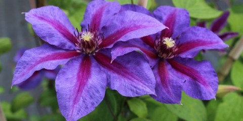 Clematis mrs. Thompson: opis, grupa za orezivanje, fotografija