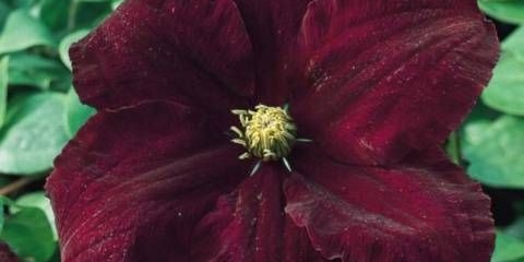 Clematis niobe