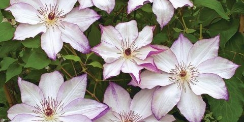 Clematis omoshiro: fotografija, grupa za obrezivanje, recenzije