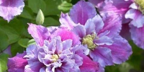 Clematis piilu: sadnja i njega