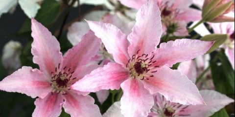 Clematis pink fantasy: grupa rezidbe i opis