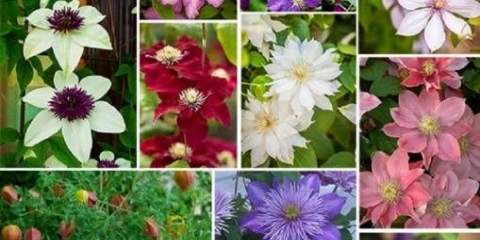 Clematis - korisne ideje za uređenje ljetne vikendice