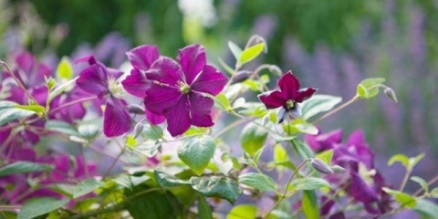 Clematis polish spirit: recenzije, opis, fotografija