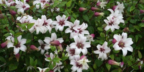 Clematis princeza kate: recenzije i opis