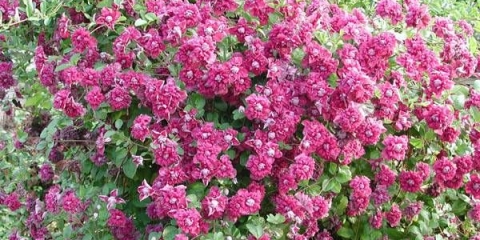Clematis purpurea captivity elegans (purpurea plena elegans)