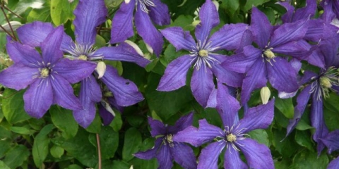 Clematis rhapsody: recenzije, fotografije i opis