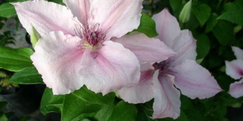Clematis ruran: opis, recenzije, fotografije