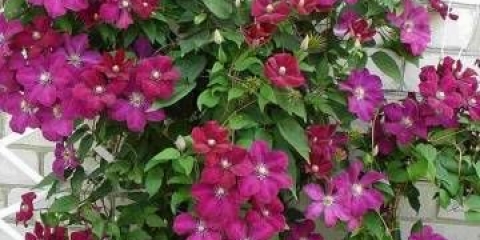 Clematis rouge cardinal: grupa rezidbe, sadnja i njega