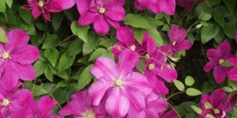 Clematis zalazak sunca: opis, grupa za obrezivanje, recenzije