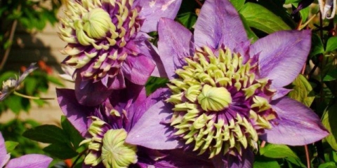 Clematis taiga: recenzije i opis