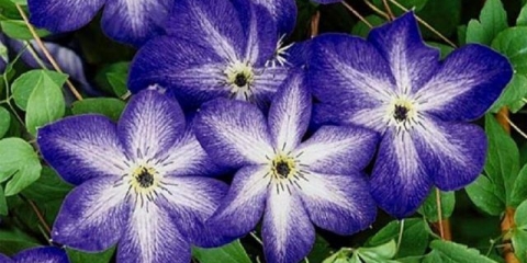 Clematis venosa violacea: recenzije, fotografije, njega
