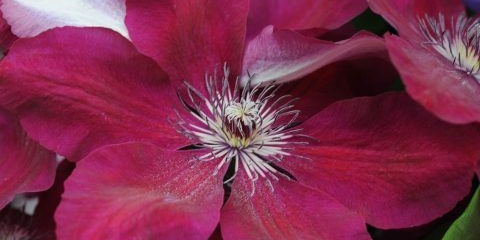 Clematis westerplatte: opis i recenzije