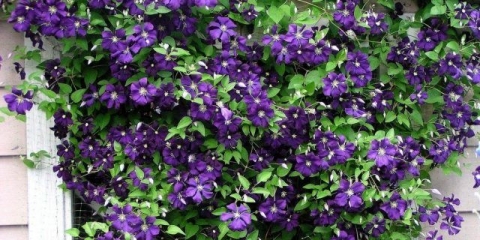 Clematis zhakmani: opis, sorte grupe, fotografija