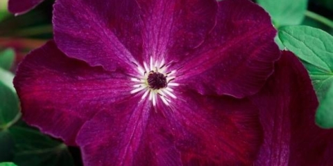 Clematis 3 grupe rezidbe: sorte za ural, sibir