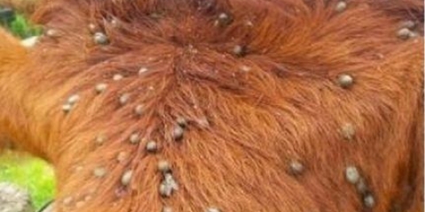 Krpelji kod goveda: preparati i tretman