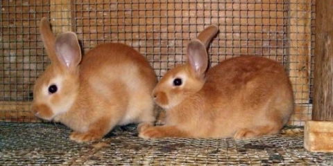 Uradi sam kavez za patuljastog zeca