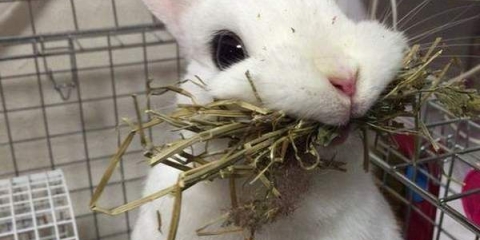 Diy kavezi za zečeve