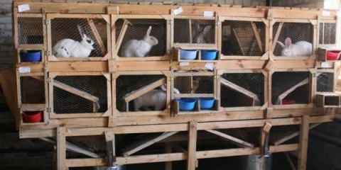 Mikhailovljevi kavezi za zečeve - crteži sa dimenzijama i dijagram za održavanje na otvorenom