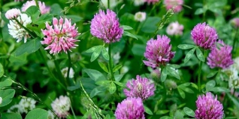 Crvena djetelina: opis biljke, svojstva i primjena