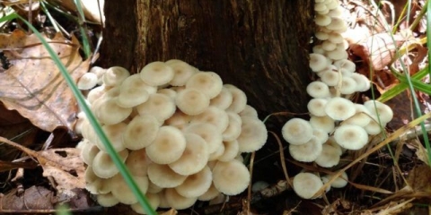 Porodica clitocybula (familija collibia): fotografija i opis