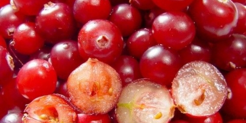 Brusnica od pritiska: povećava ili smanjuje, kako uzimati