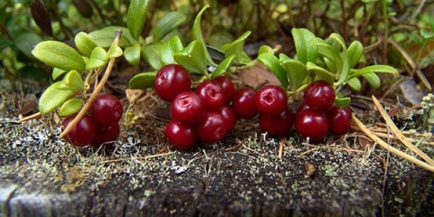 Liker od brusnice kod kuće