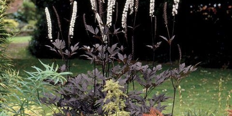 Crni kohoš: sadnja i njega na otvorenom polju