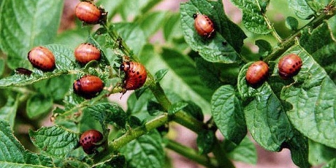 Clotiamet iz koloradske zlatice: upute za upotrebu