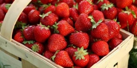 Strawberry coastline