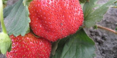 Jagoda chamora turusi