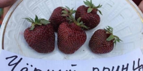 Crni princ od jagode