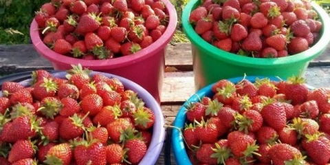 Crni princ od jagode