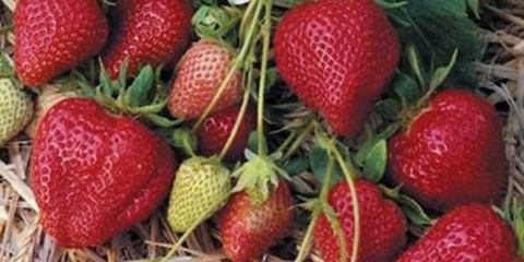 Strawberry darselect