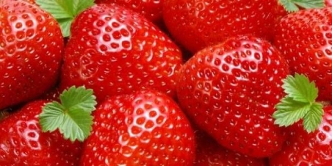 Jagode za sibir: opis sorte sa fotografijama