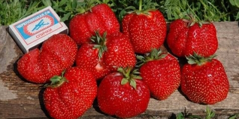 Jagoda gigantella maksima: njega i uzgoj