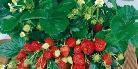 Iskušenje od jagode