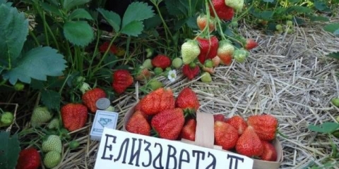 Strawberry queen elizabeth: opis sorte, fotografije, recenzije