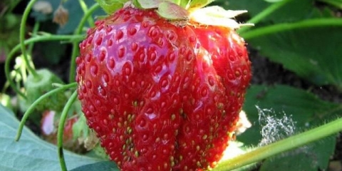 Strawberry lord - opis sorte