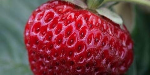 Jagoda mitze schindler