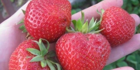 Jagoda moling pandora