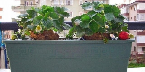 Jagode na balkonu: uzgoj