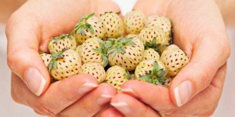 Jagoda ananas (ananas)