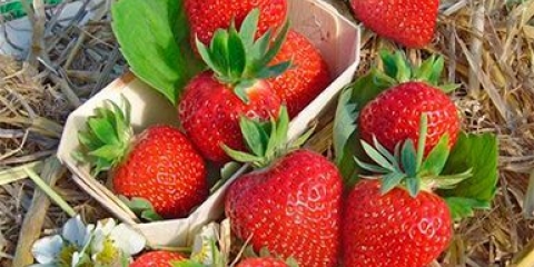 Kasne jagode: najbolje sorte