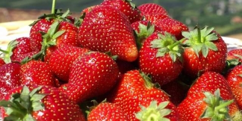 Rane jagode: najbolje sorte